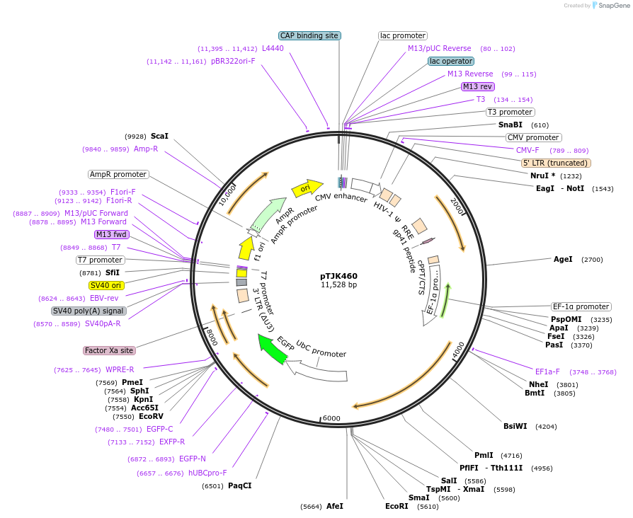 138003-plasmid-map-sequence-id-519810