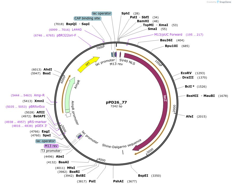 1441-plasmid-map-sequence-id-52
