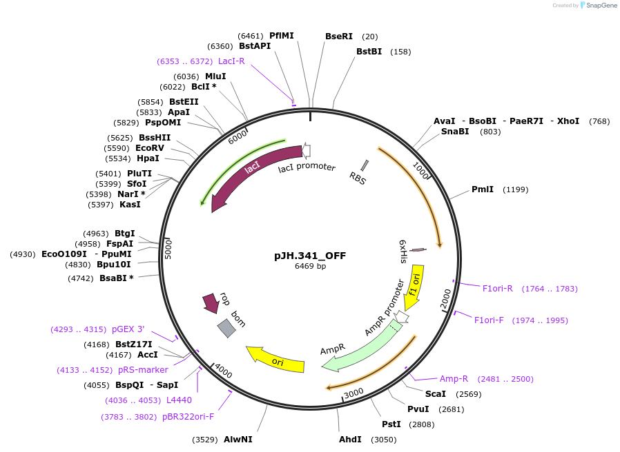 261543-plasmid-map-sequence-id-520052