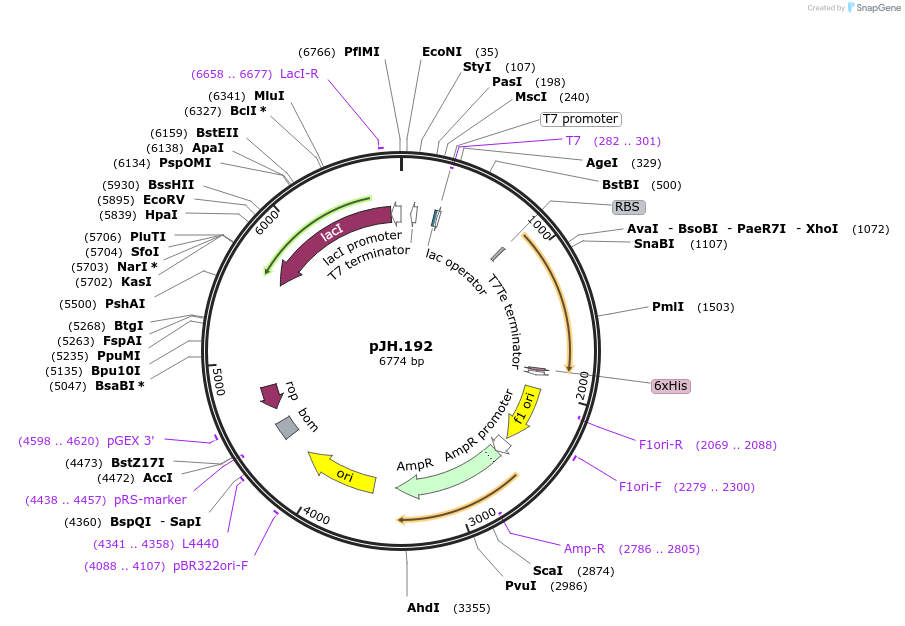 261541-plasmid-map-sequence-id-520054