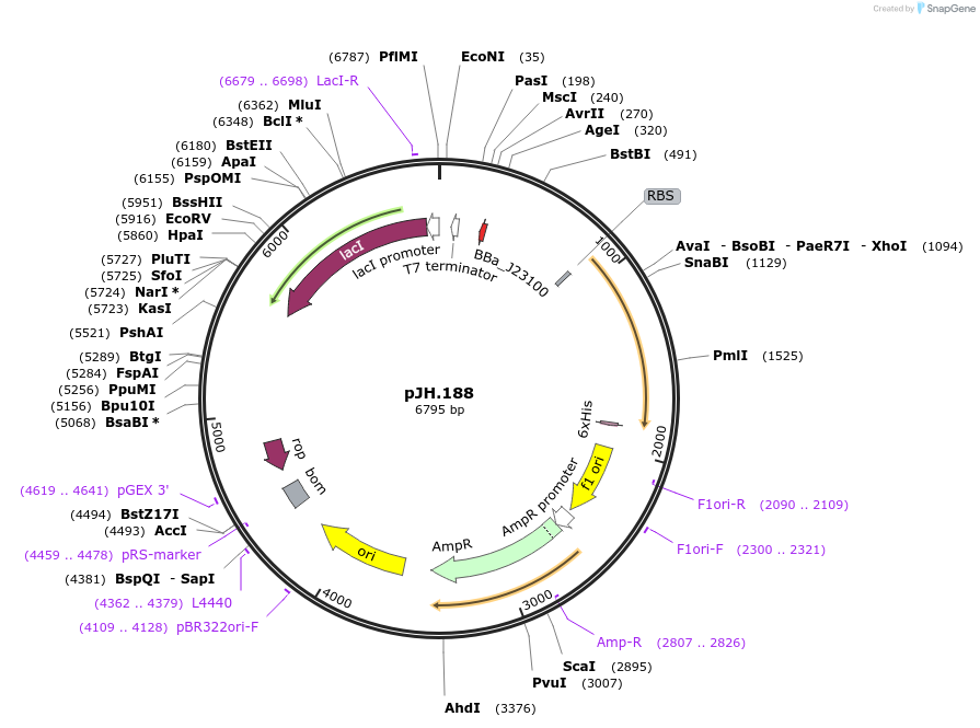261539-plasmid-map-sequence-id-520060