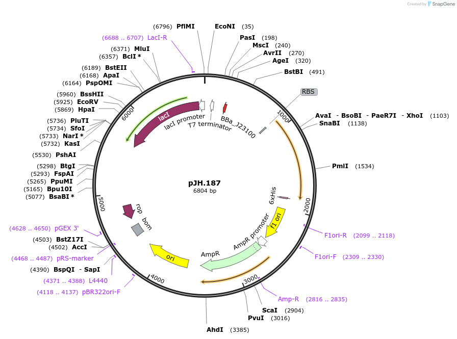 261538-plasmid-map-sequence-id-520061