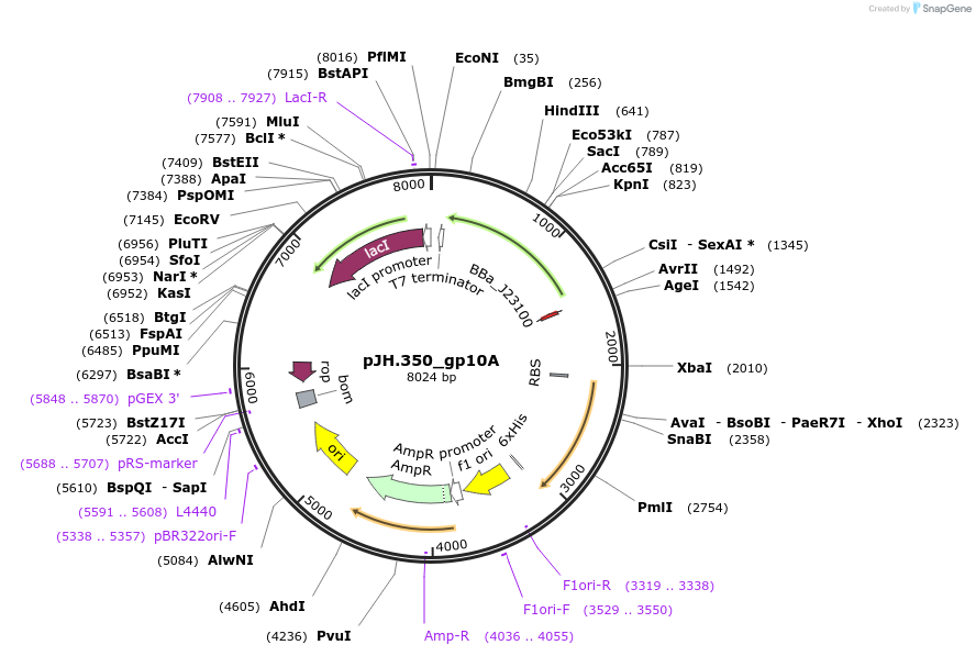261552-plasmid-map-sequence-id-520065