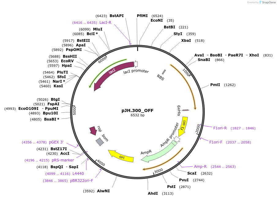 261547-plasmid-map-sequence-id-520066