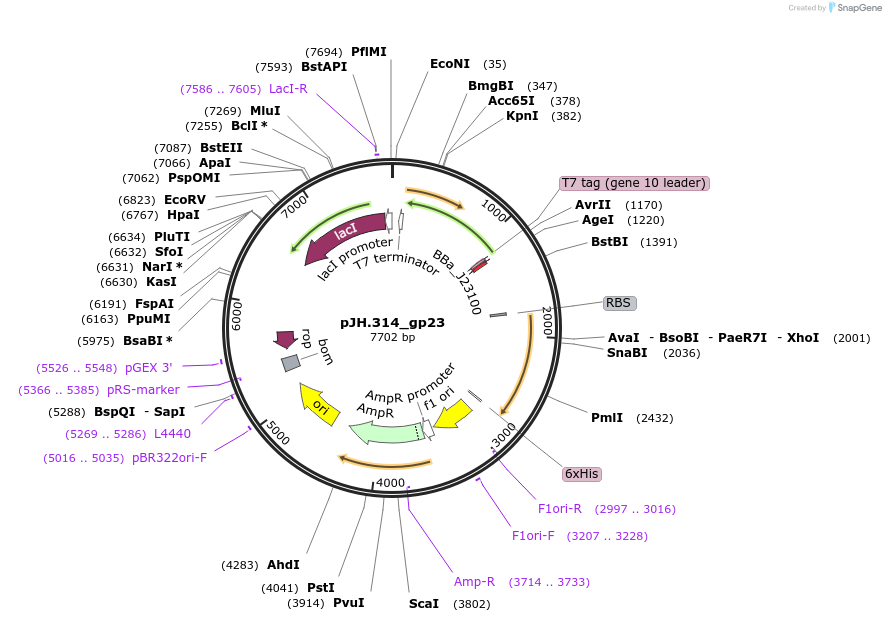 261553-plasmid-map-sequence-id-520067