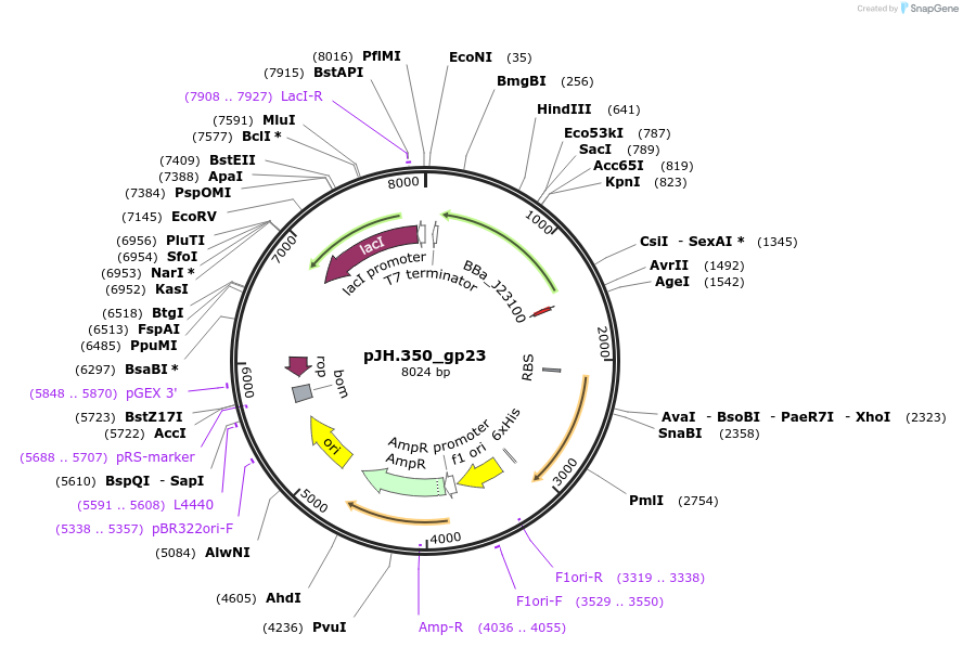 261551-plasmid-map-sequence-id-520069