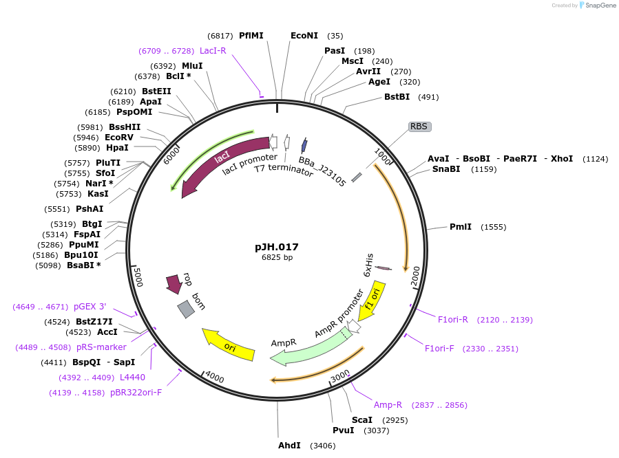 261531-plasmid-map-sequence-id-520070