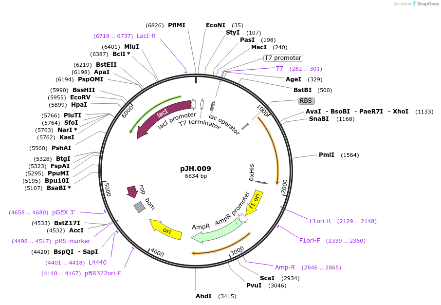261529-plasmid-map-sequence-id-520071
