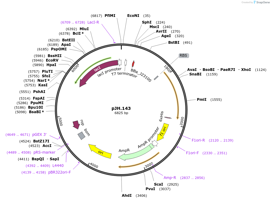 261533-plasmid-map-sequence-id-520077