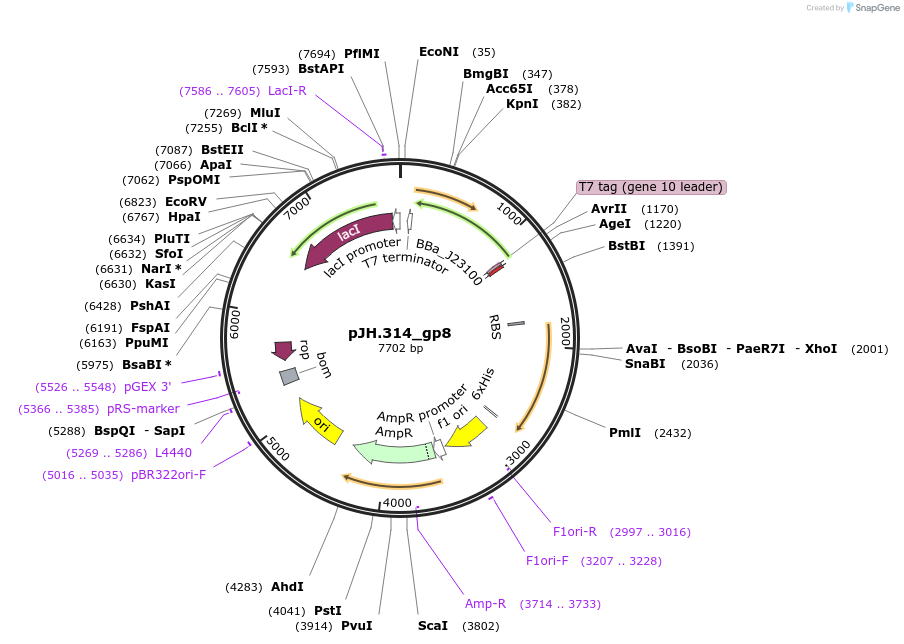 261554-plasmid-map-sequence-id-520078