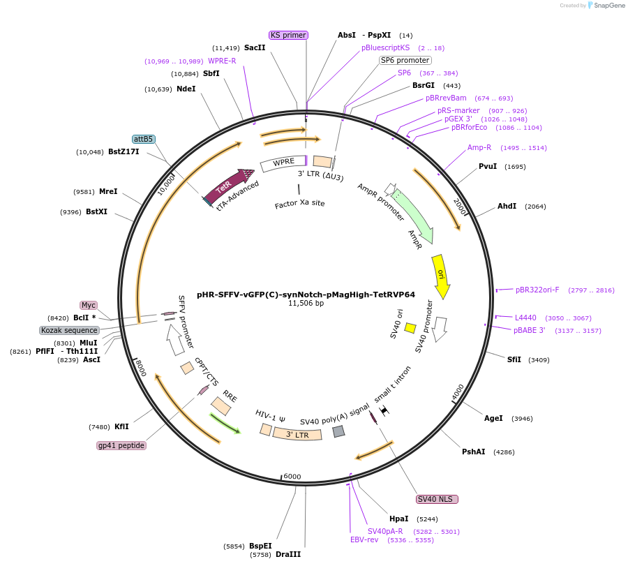 260318-plasmid-map-sequence-id-520081