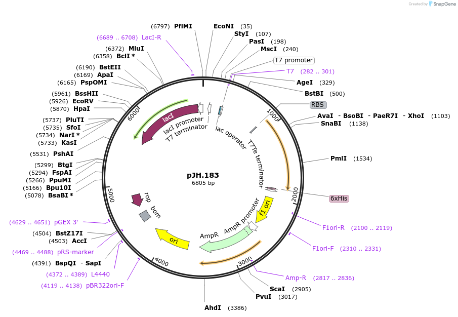 261536-plasmid-map-sequence-id-520083