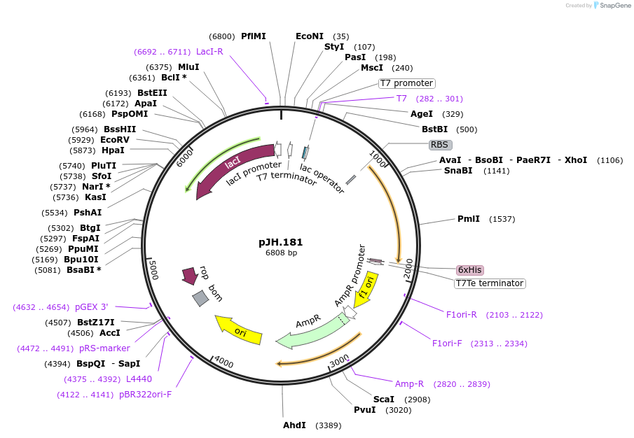 261534-plasmid-map-sequence-id-520085
