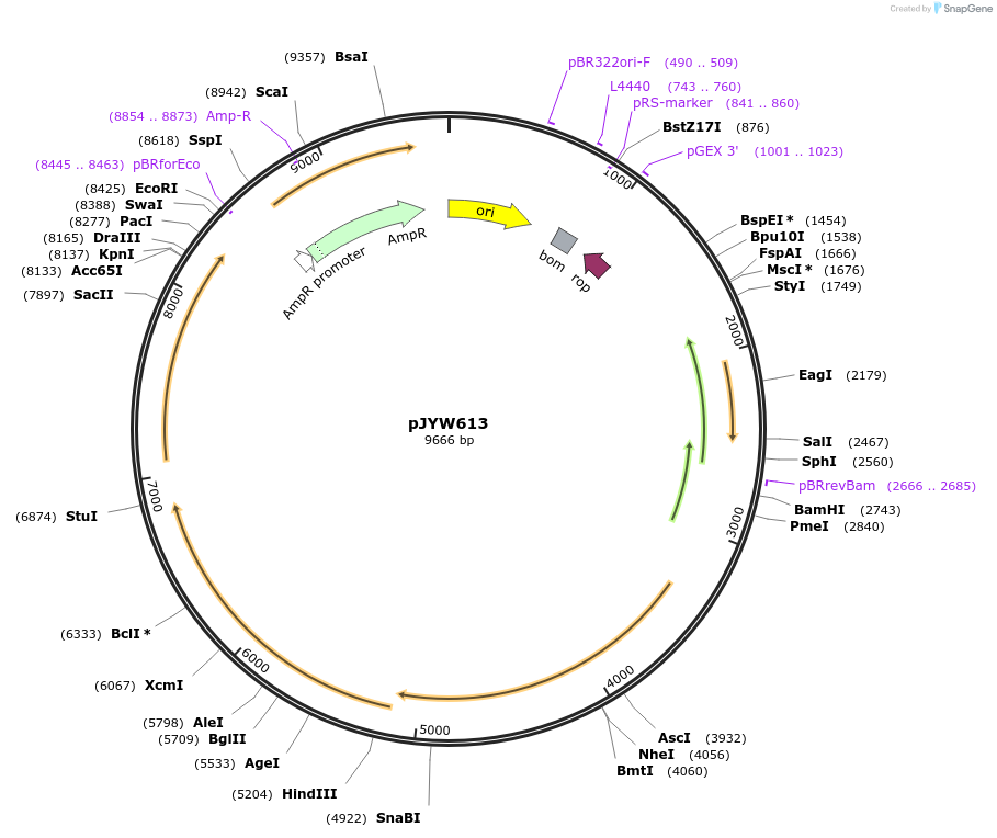 261395-plasmid-map-sequence-id-520087