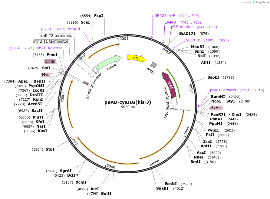 261396-plasmid-map-sequence-id-520088
