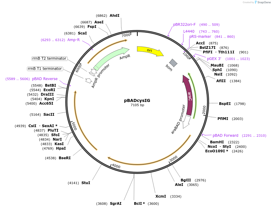 261398-plasmid-map-sequence-id-520090