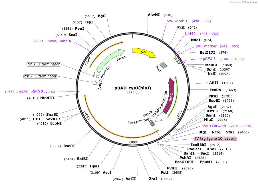 261397-plasmid-map-sequence-id-520091