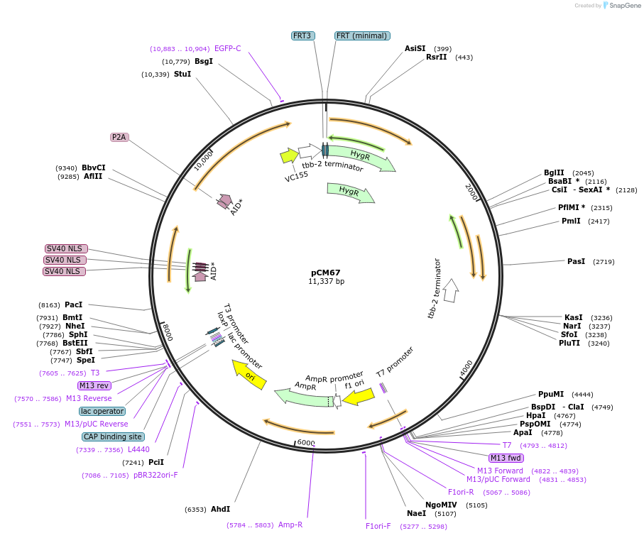 261137-plasmid-map-sequence-id-520092