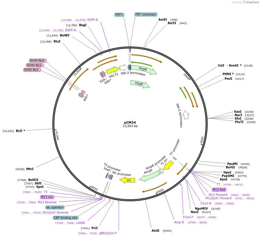 261121-plasmid-map-sequence-id-520093
