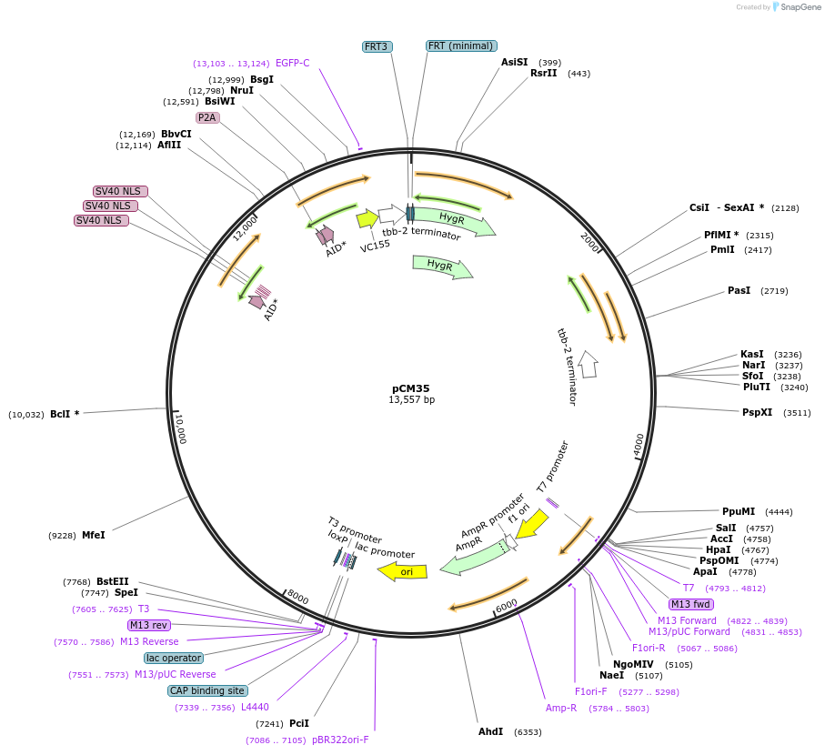 261122-plasmid-map-sequence-id-520094