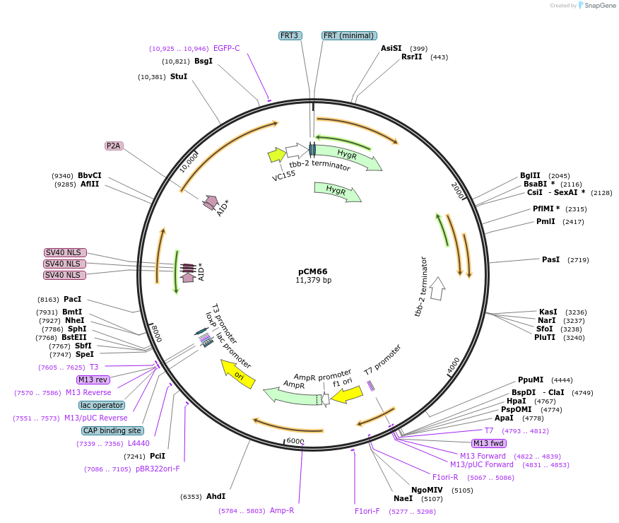 261136-plasmid-map-sequence-id-520099