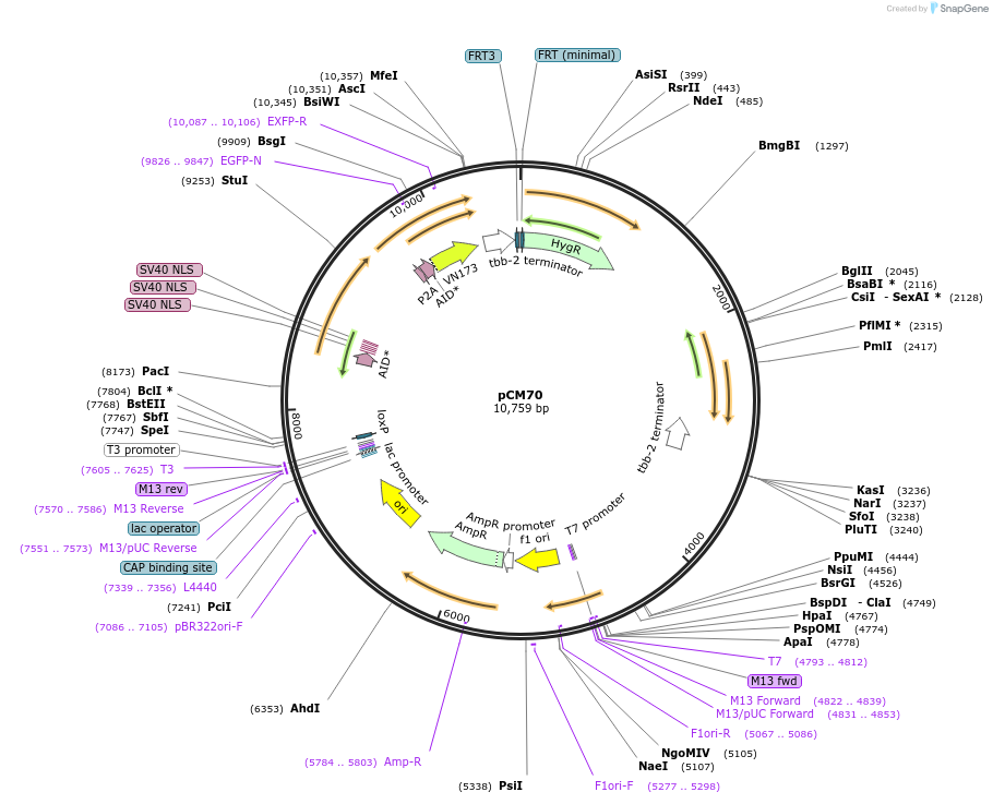 261135-plasmid-map-sequence-id-520100