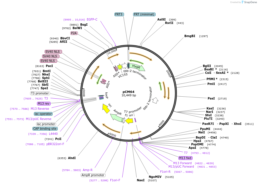261134-plasmid-map-sequence-id-520101
