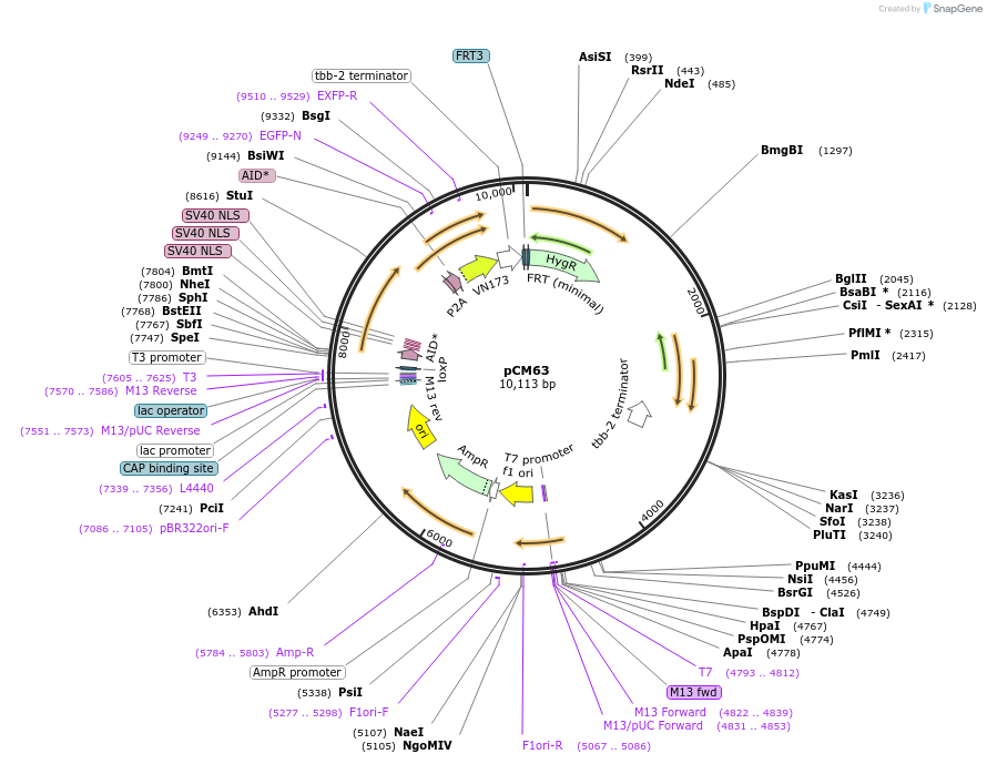 261131-plasmid-map-sequence-id-520102