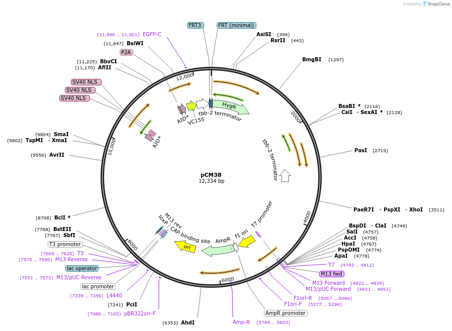 261125-plasmid-map-sequence-id-520103