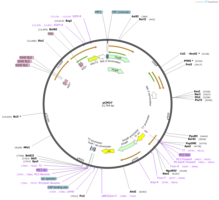 261124-plasmid-map-sequence-id-520104