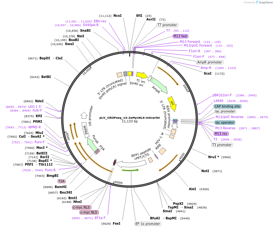254798-plasmid-map-sequence-id-520109