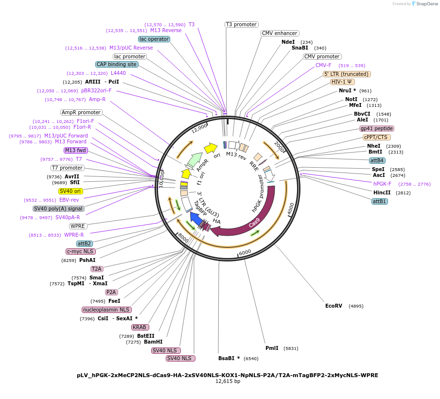 254799-plasmid-map-sequence-id-520123
