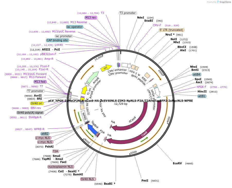 254800-plasmid-map-sequence-id-520124
