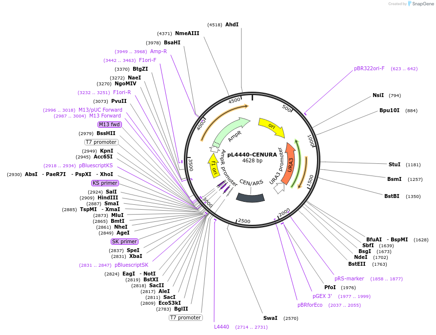 260751-plasmid-map-sequence-id-520146
