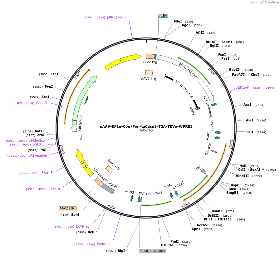 260382-plasmid-map-sequence-id-520152
