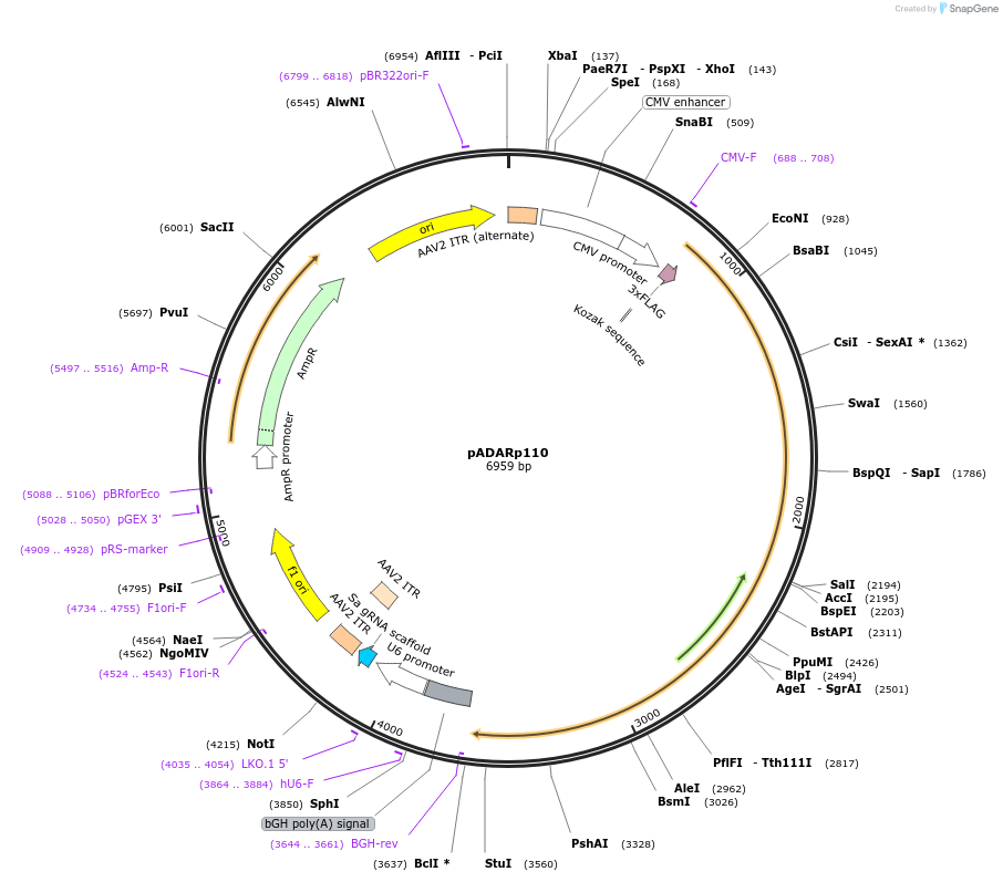 261301-plasmid-map-sequence-id-520181