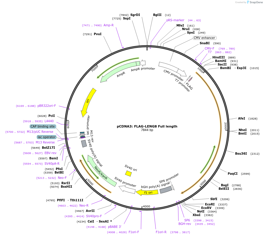259137-plasmid-map-sequence-id-520196