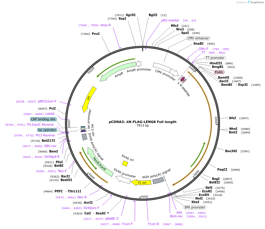 259138-plasmid-map-sequence-id-520197