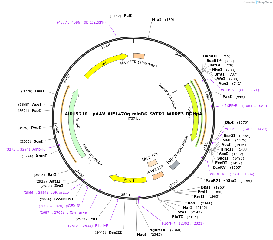 243122-plasmid-map-sequence-id-520201