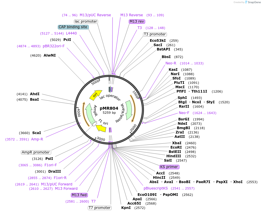 259402-plasmid-map-sequence-id-520271