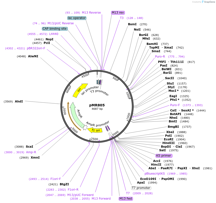 259403-plasmid-map-sequence-id-520273