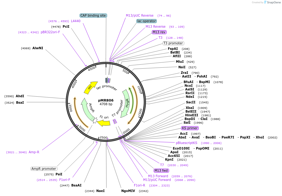 259404-plasmid-map-sequence-id-520275