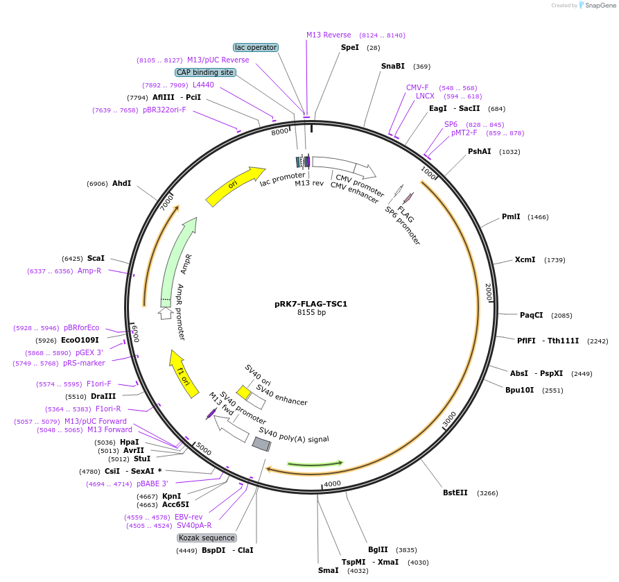 8995-plasmid-map-sequence-id-520276