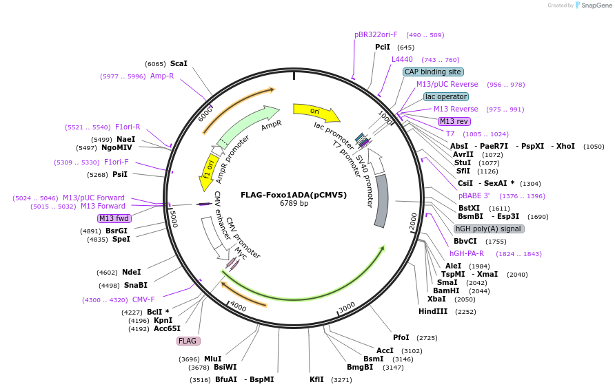 12149-plasmid-map-sequence-id-520290