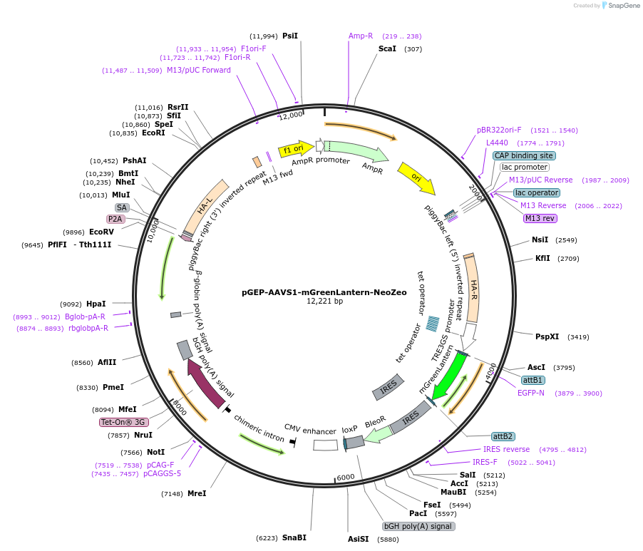 259924-plasmid-map-sequence-id-520304