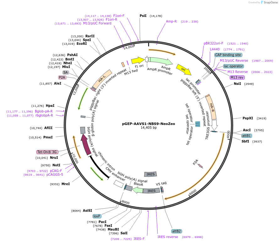259925-plasmid-map-sequence-id-520307