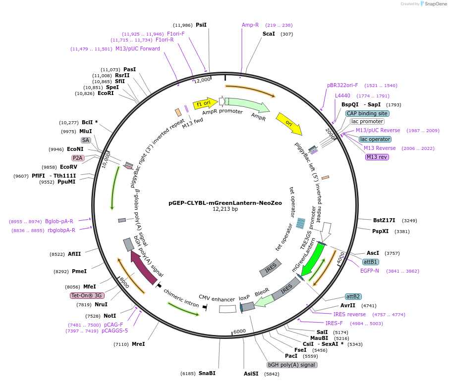 259927-plasmid-map-sequence-id-520308