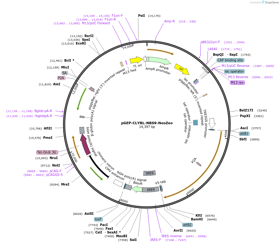 259928-plasmid-map-sequence-id-520309