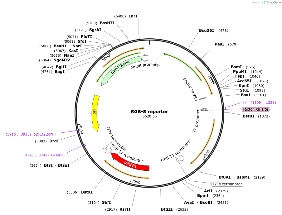 207841-plasmid-map-sequence-id-520319