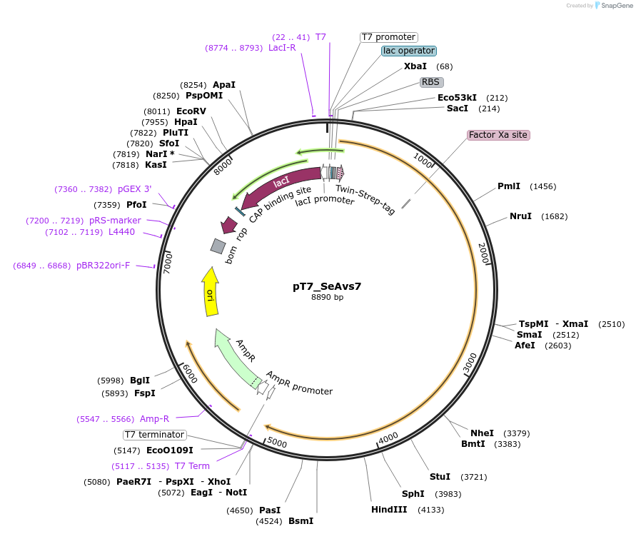 260259-plasmid-map-sequence-id-520341